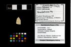 Foto (Objekt + Etikett) von Goniodromites sp.  (NHMW-GEO-2014-0194-0985)